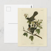 キャットバード（灰色のキャットバード）オードボンのアメリカの鳥 ポストカード (正面/裏面)