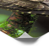 キャットフクロウ ポスター (角)