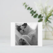 キャットブラック&ホワイト ポストカード (スタンド正面)
