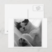 キャットブラック&ホワイト ポストカード (正面/裏面)