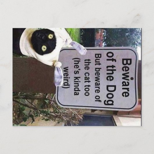 キャットポストカード ポストカード (正面)