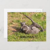 キャットポストカード ポストカード (正面/裏面)