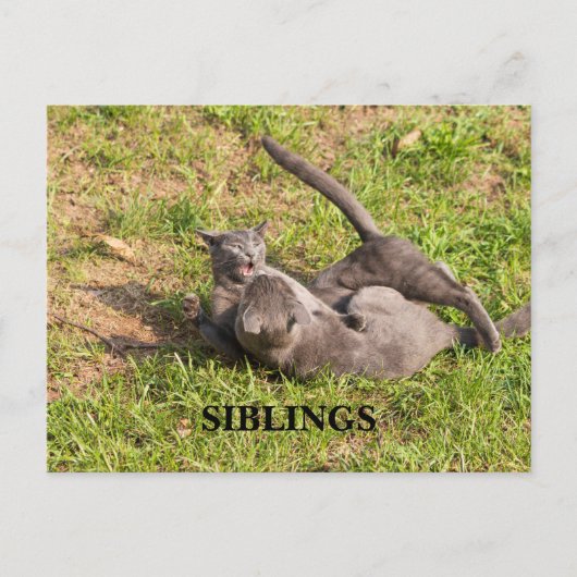 キャットポストカード ポストカード (正面)