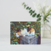 キャットポストカード ポストカード (スタンド正面)