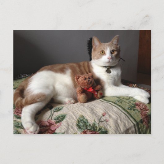 キャットポストカード ポストカード (正面)