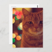 キャットライトとクリスマスライト ポストカード (正面/裏面)