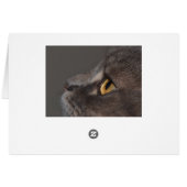 『キャット・アイ・マクロ』 (裏面横)