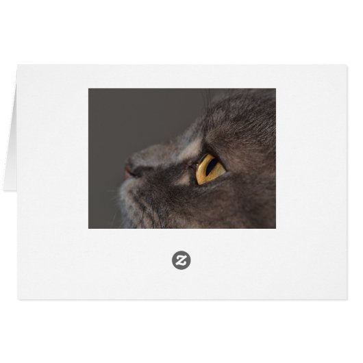 『キャット・アイ・マクロ』 (裏面横)