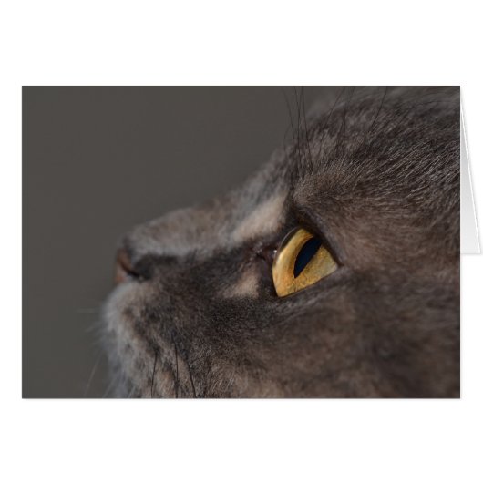 『キャット・アイ・マクロ』 (正面横)