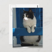 キャット ポストカード (正面/裏面)