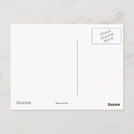 キャット ポストカード (裏面)