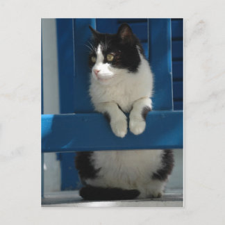 キャット ポストカード