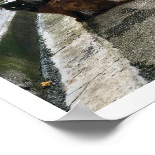 キャッフランスのト ポスター (角)