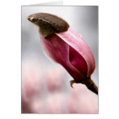 キャップ・マグノリア (正面)