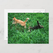 キャッ日本のト3 ポストカード (正面/裏面)