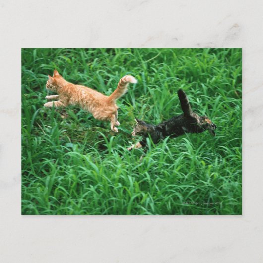 キャッ日本のト3 ポストカード (正面)