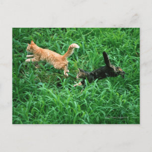 キャッ日本のト3 ポストカード