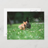 キャッ日本のト4 ポストカード (正面/裏面)