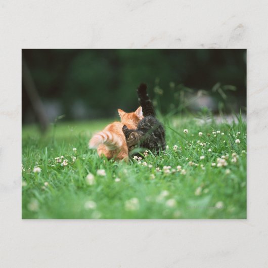 キャッ日本のト4 ポストカード (正面)