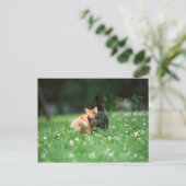 キャッ日本のト4 ポストカード (スタンド正面)