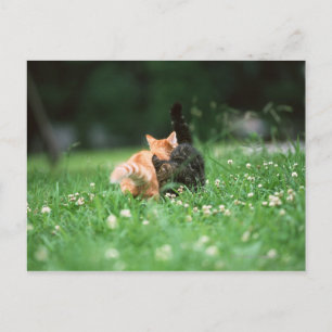 キャッ日本のト4 ポストカード