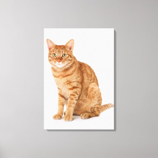 キャッ日本のト6 キャンバスプリント (正面)