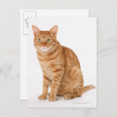 キャッ日本のト ポストカード (正面/裏面)