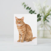 キャッ日本のト ポストカード (スタンド正面)