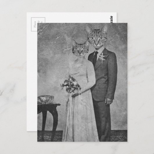 キャッ結婚ト ポストカード (正面/裏面)