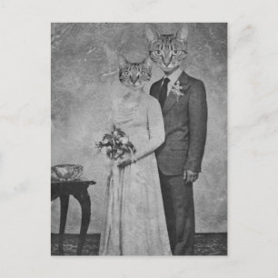 キャッ結婚ト ポストカード