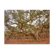 キャディラック広場の古代ライブオーク