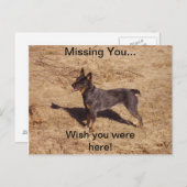 キャトルドッグポストカード ポストカード (正面/裏面)