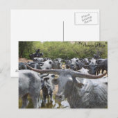 キャトルドライブ# 12 ポストカード (正面/裏面)