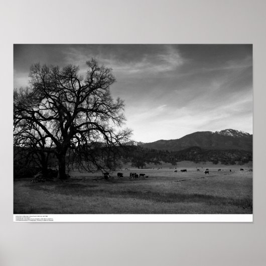 キャトル北のストニフォード，コルサ郡， CA, 1966 ポスター (正面)