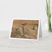 キャニオンに野生のウサギ カード (正面)