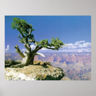 キャニオンのトップ ポスター