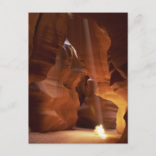 キャニオンの床でサンビームがタンブレウィードを打つ ポストカード (正面)