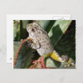 キャニオンツリーフログ ポストカード (正面/裏面)