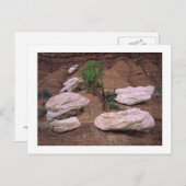 「キャニオン・ポッド」 ポストカード (正面/裏面)