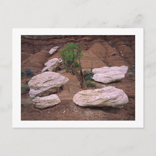 「キャニオン・ポッド」 ポストカード (正面)