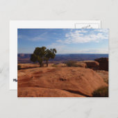 キャニョンランズ国立公園の赤い岩の木 ポストカード (正面/裏面)