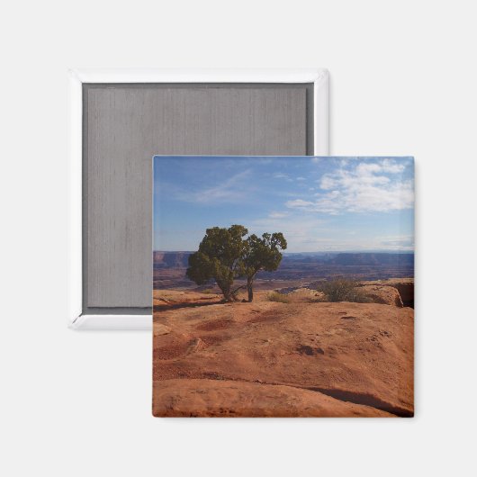 キャニョンランズ国立公園の赤い岩の木 マグネット (正面/裏面)