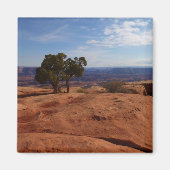 キャニョンランズ国立公園の赤い岩の木 マグネット (正面)