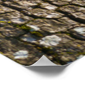 キャノピーにコロッバサル ポスター (角)