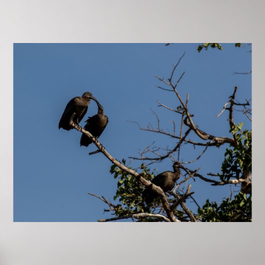 キャノピーの中のハメルクプスのトリオ ポスター (正面)