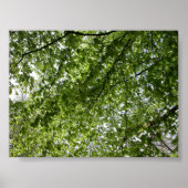 キャノピー ポスター (正面)