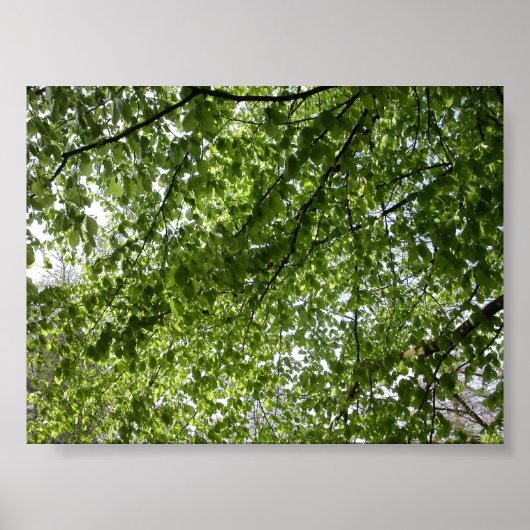 キャノピー ポスター (正面)