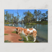 キャバリア スパニエルとペリカン シーズンポストカード (正面)