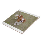 キャバリエ・キング・チャールズ・スパニエル犬一杯 タイル (側面)