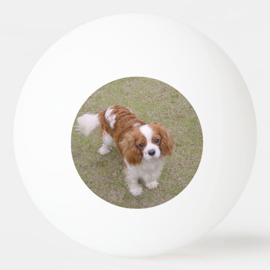 キャバリエ・キング・チャールズ・スパニエル犬一杯 卓球ボール (正面)
